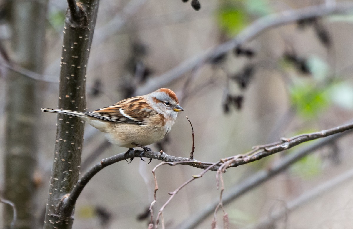 American Tree Sparrow - ML38612361