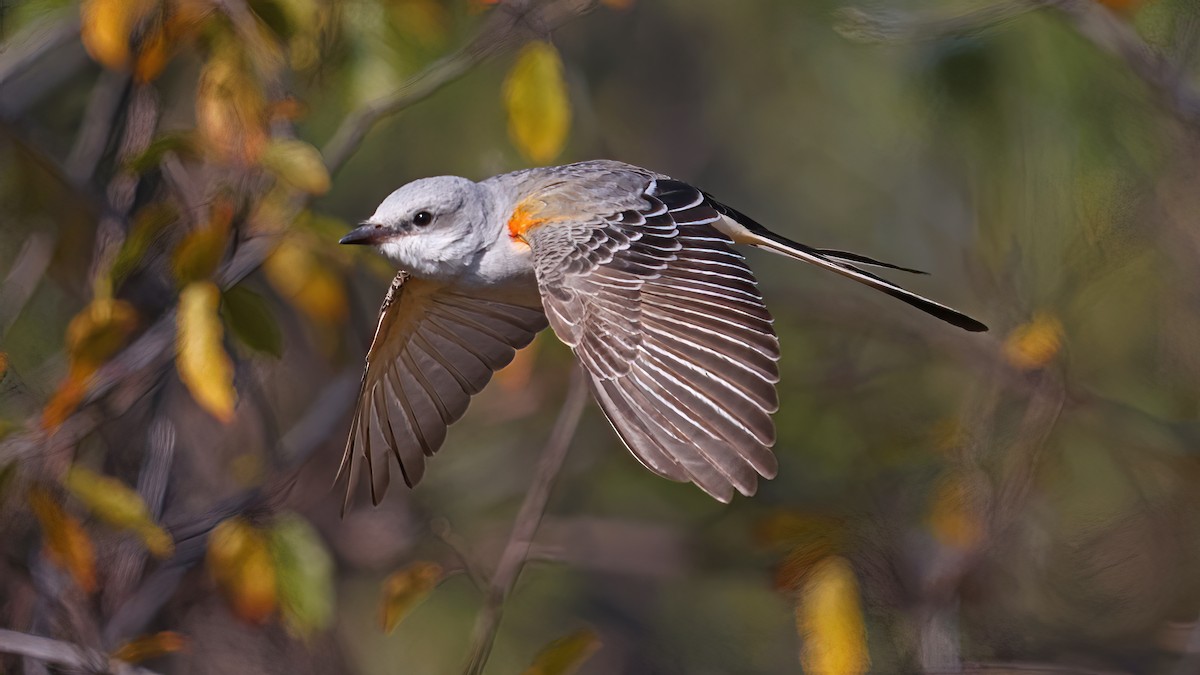 Scissor-tailed Flycatcher - Daniel Jauvin