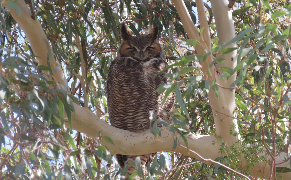 Great Horned Owl - ML386127901