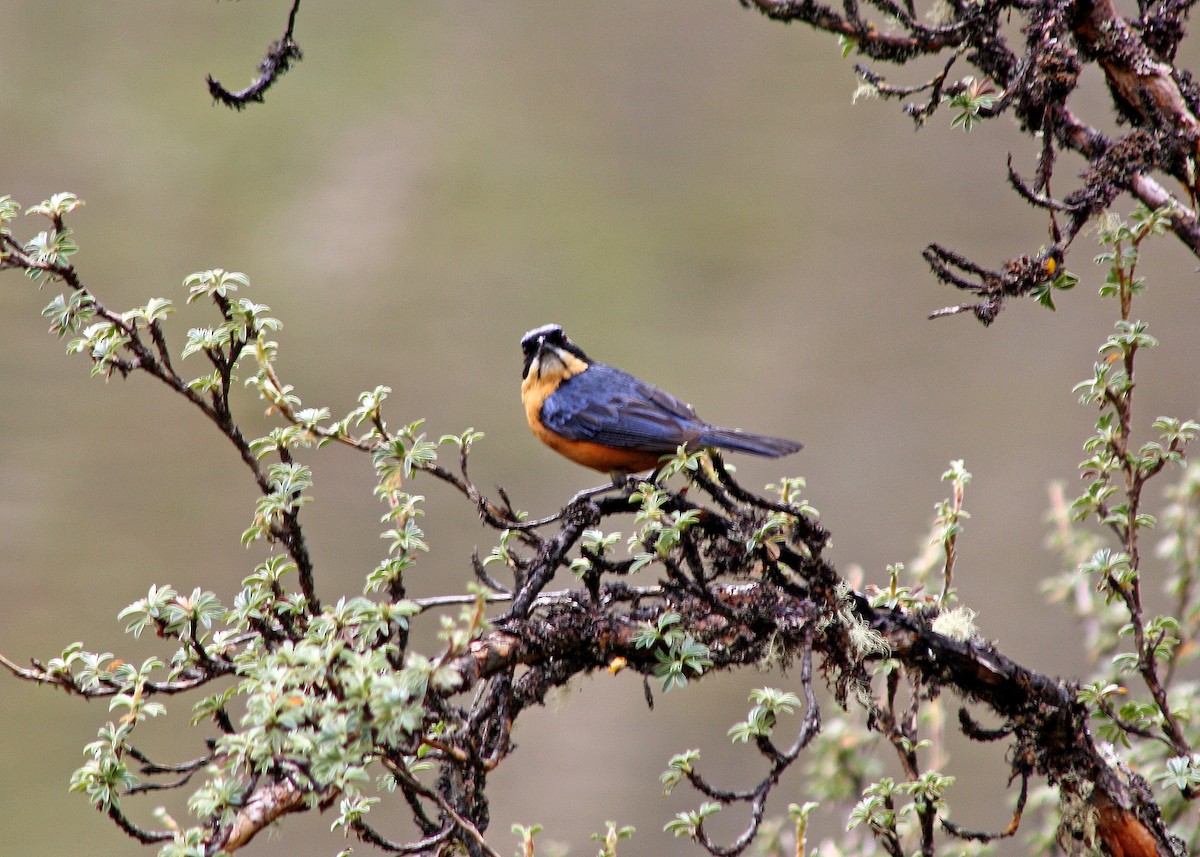 Chestnut-bellied Mountain Tanager - ML386128801