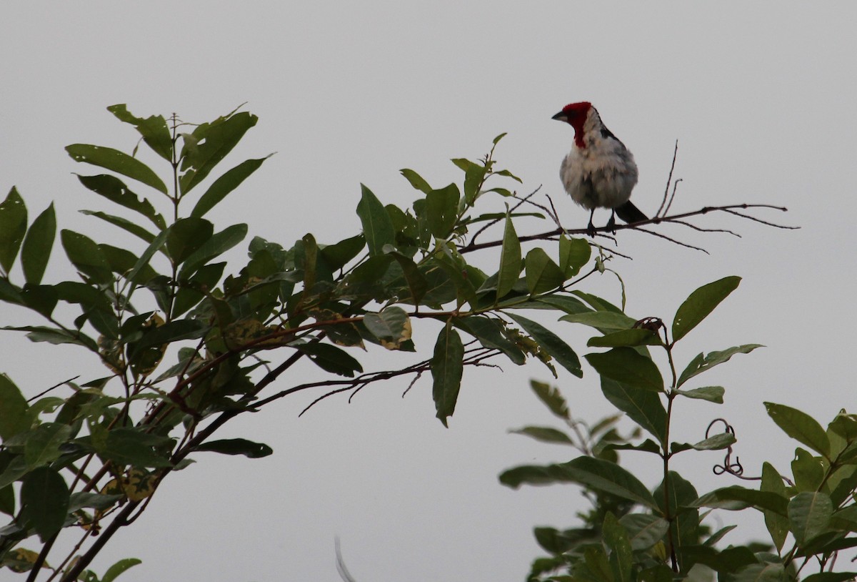 Red-cowled Cardinal - ML38612931