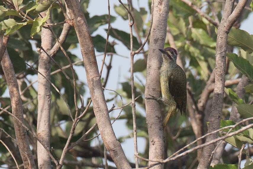 Fine-spotted Woodpecker - ML38613071