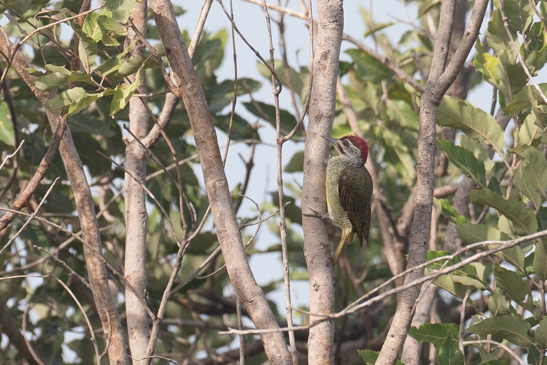 Fine-spotted Woodpecker - ML38613161