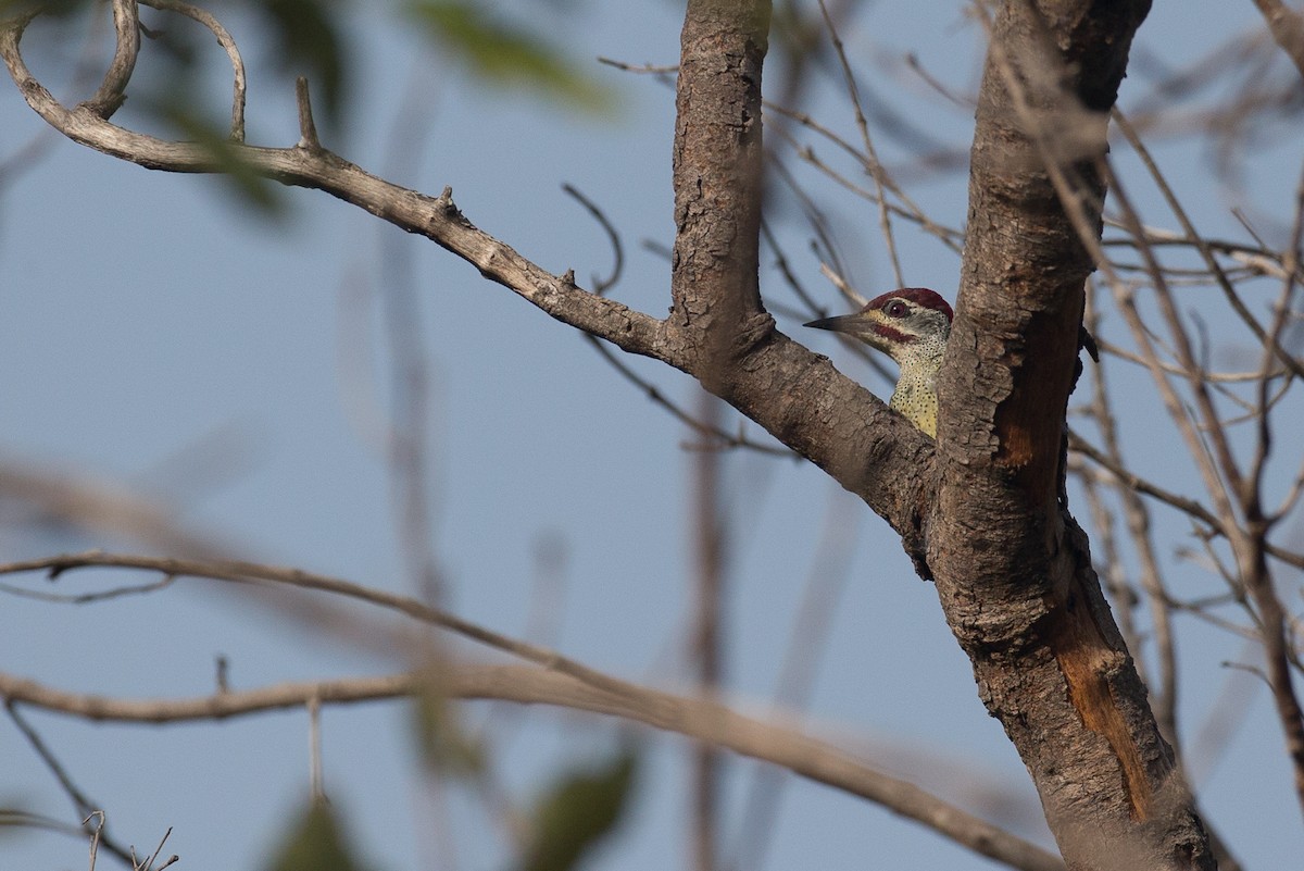 Fine-spotted Woodpecker - ML38613181
