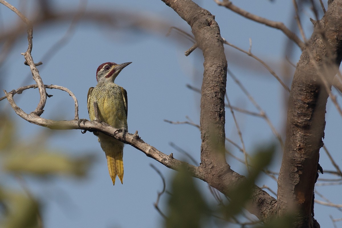 Fine-spotted Woodpecker - ML38613201
