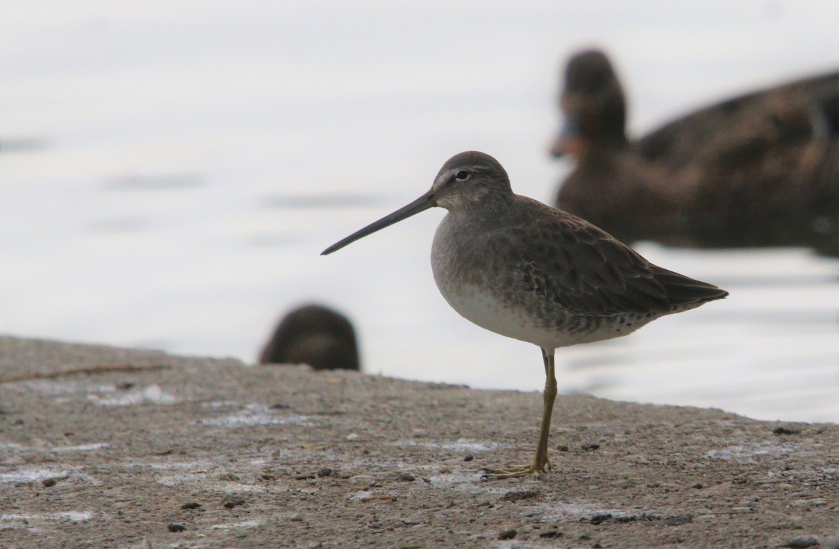 Long-billed Dowitcher - ML386133121