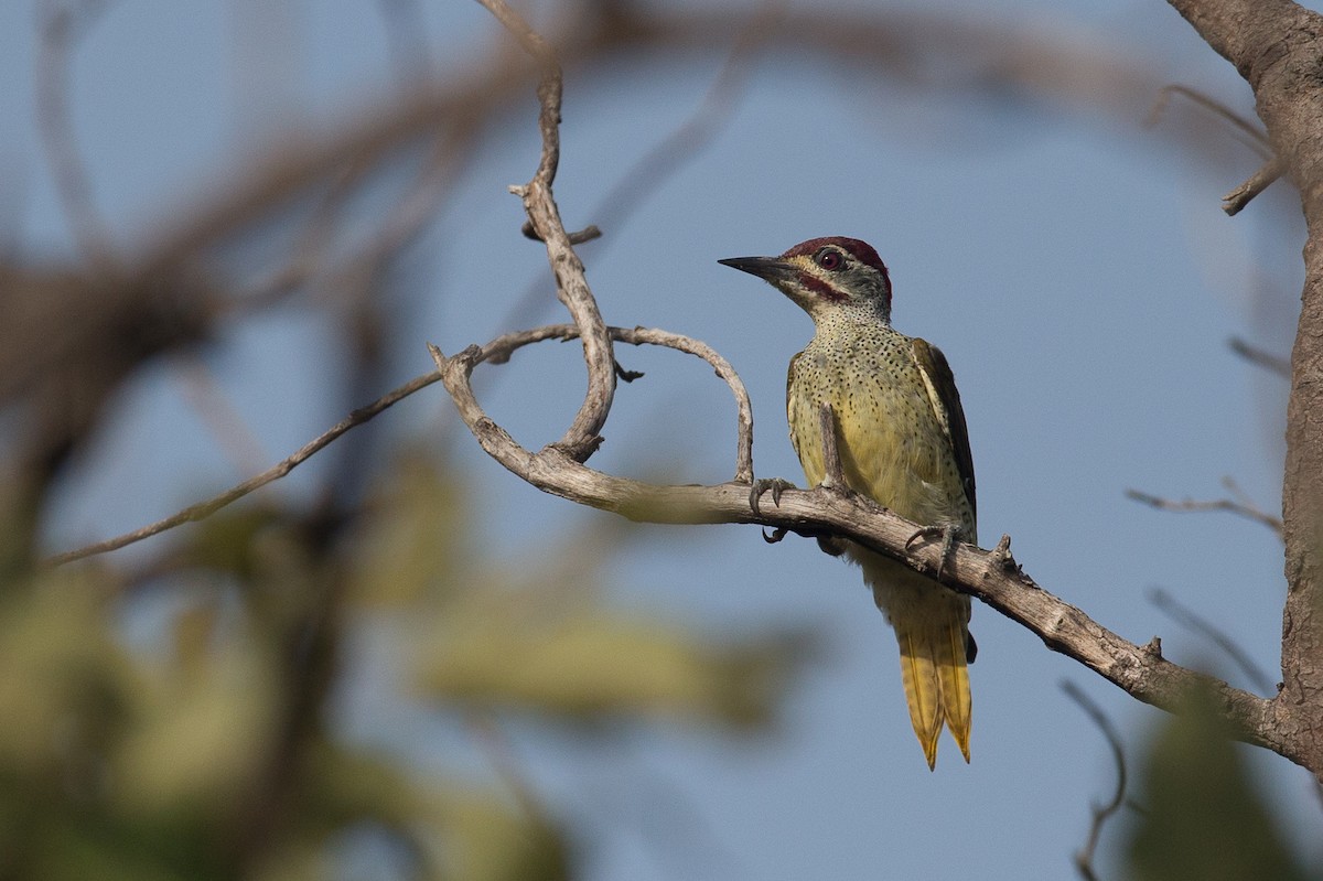 Fine-spotted Woodpecker - Chris Wood