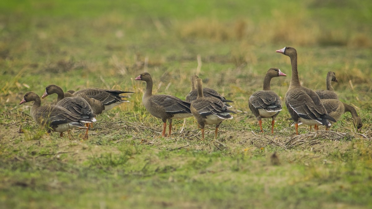 Greater White-fronted Goose - ML386134021