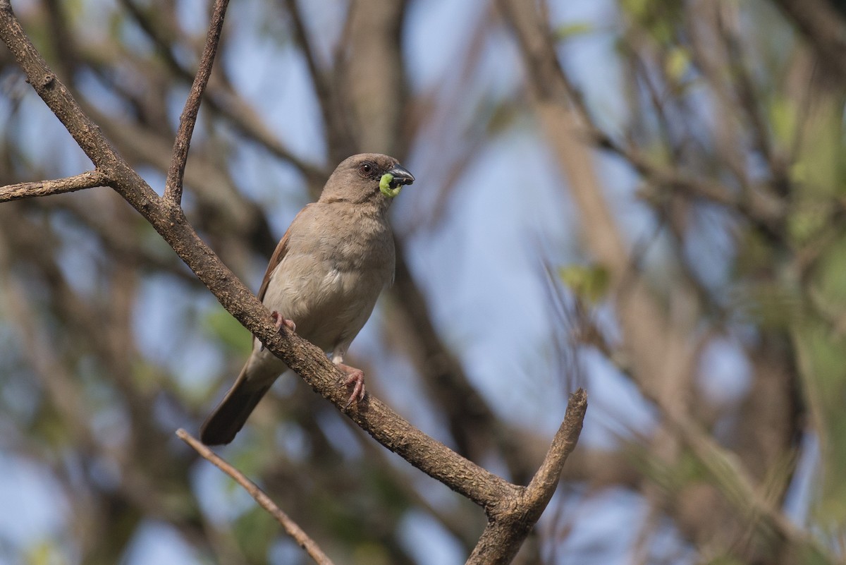 Northern Gray-headed Sparrow - ML38613641