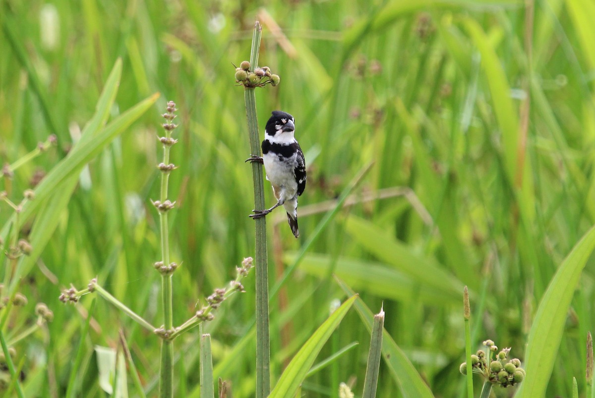 Rusty-collared Seedeater - ML38613811