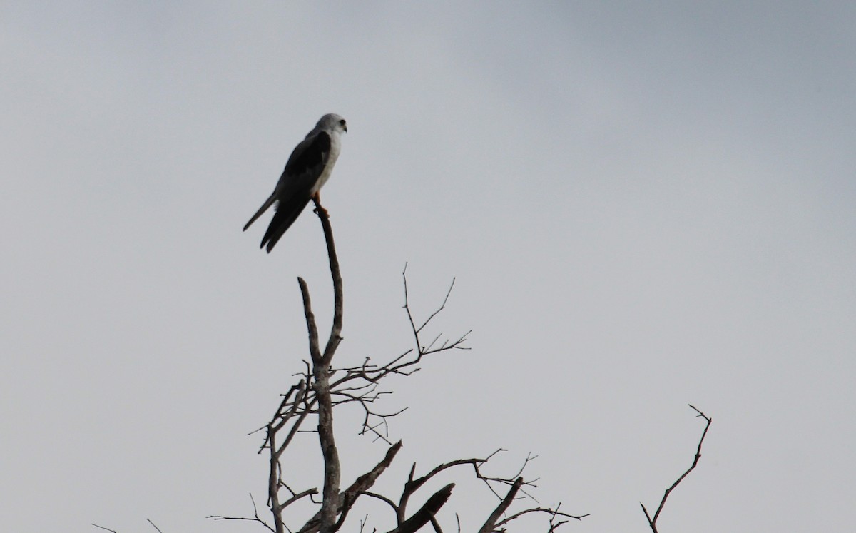White-tailed Kite - Alexander Lees