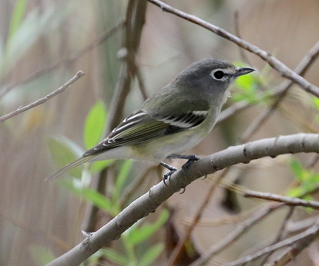 Cassin's Vireo - Millie and Peter Thomas
