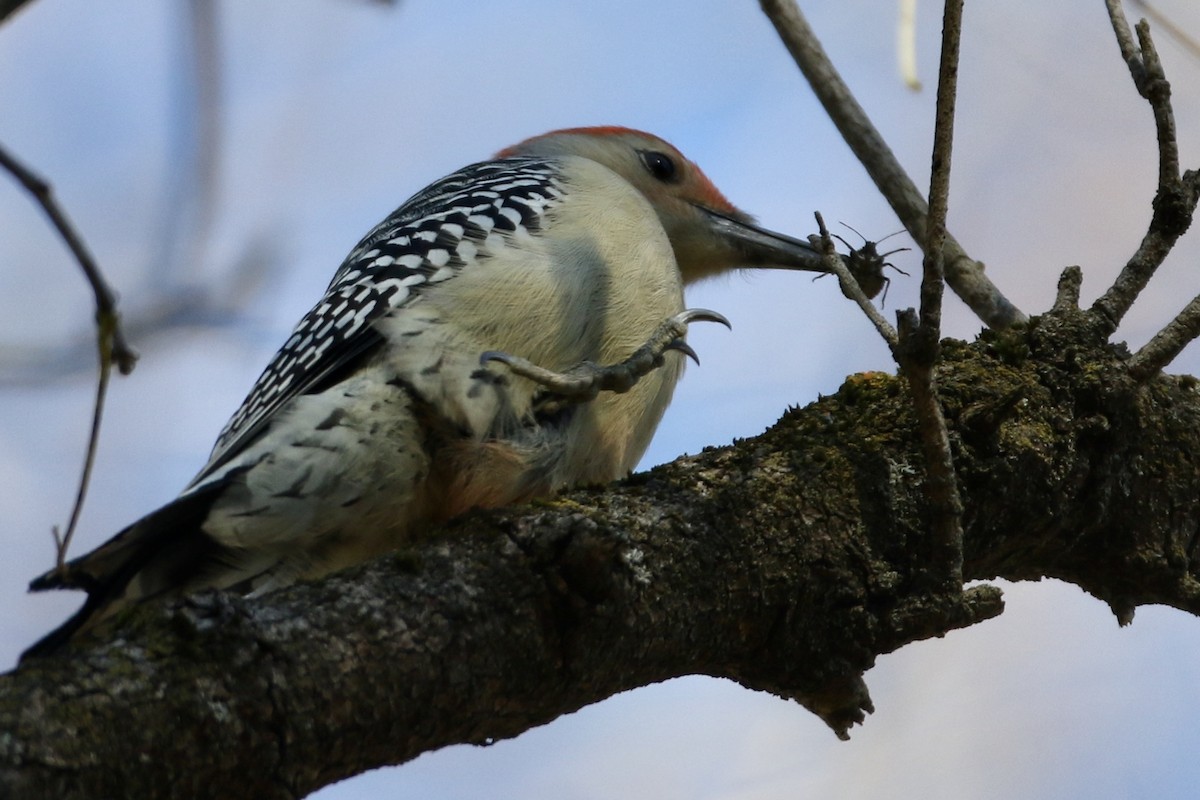 Red-bellied Woodpecker - John Garrett