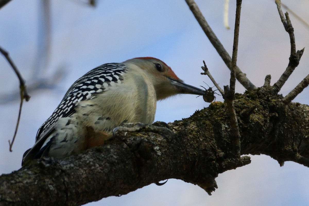Red-bellied Woodpecker - John Garrett