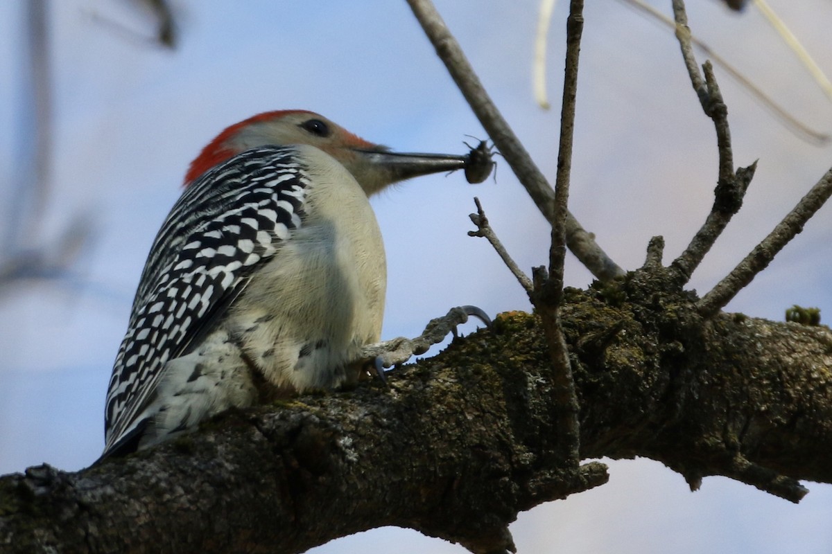 Red-bellied Woodpecker - ML386141751