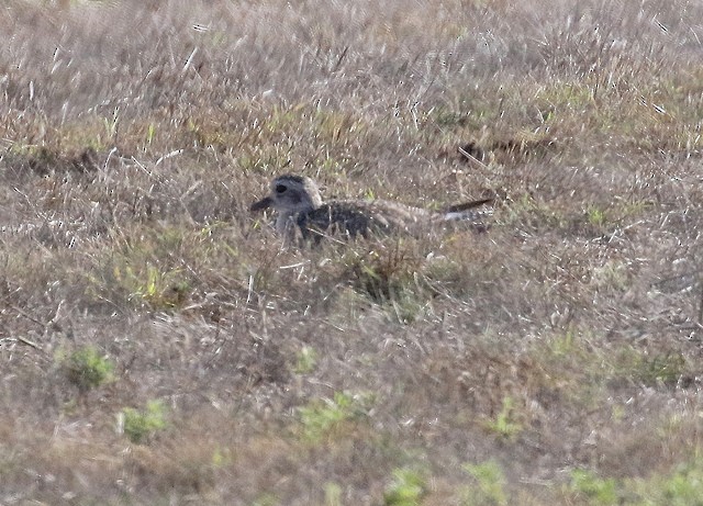 Black-bellied Plover - Millie and Peter Thomas
