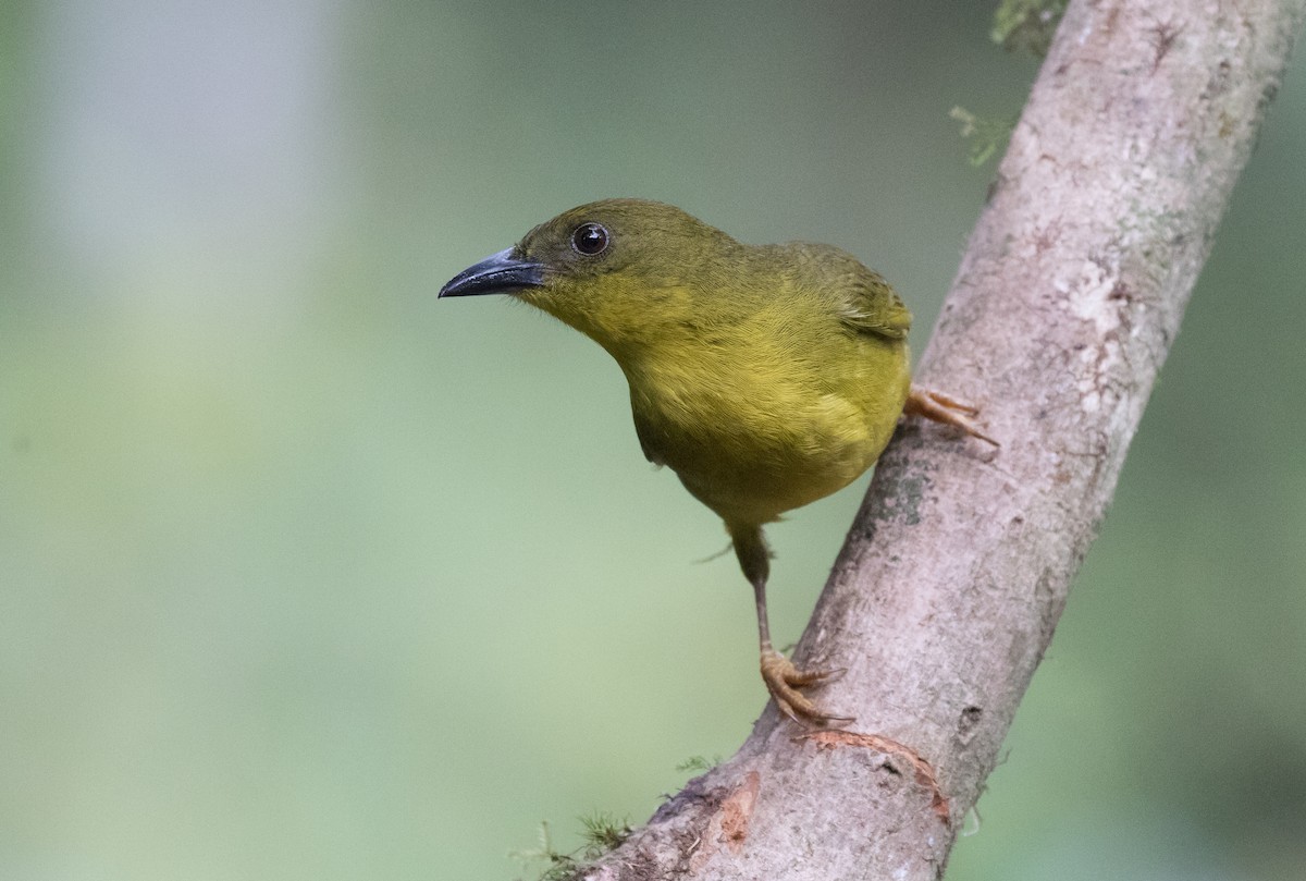 Olive-green Tanager - ML386147911