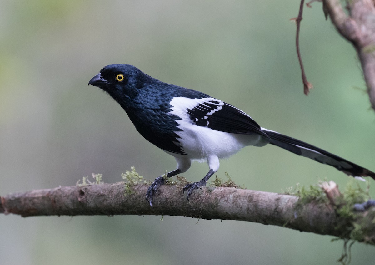 Magpie Tanager - ML386147971
