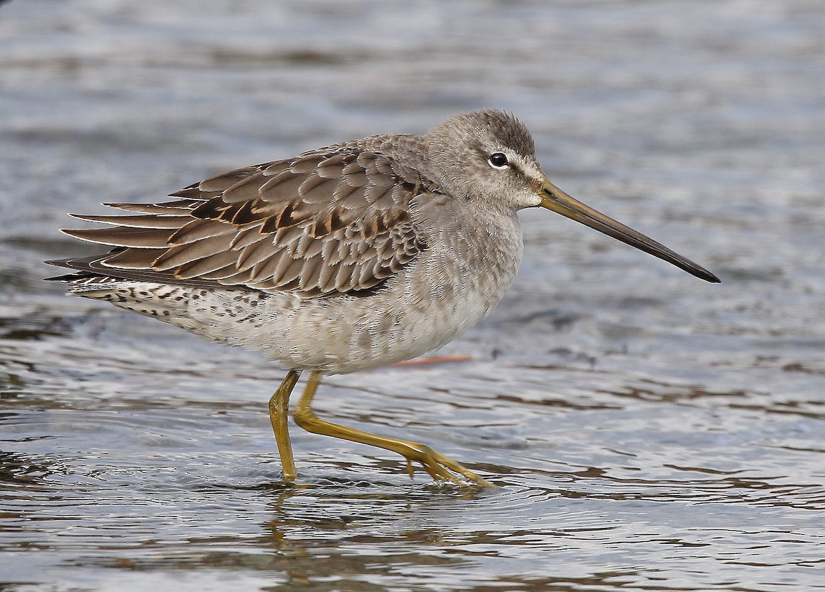 Long-billed Dowitcher - ML386151491