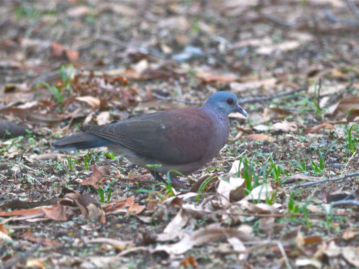 Pigeon de Madagascar - ML38615261