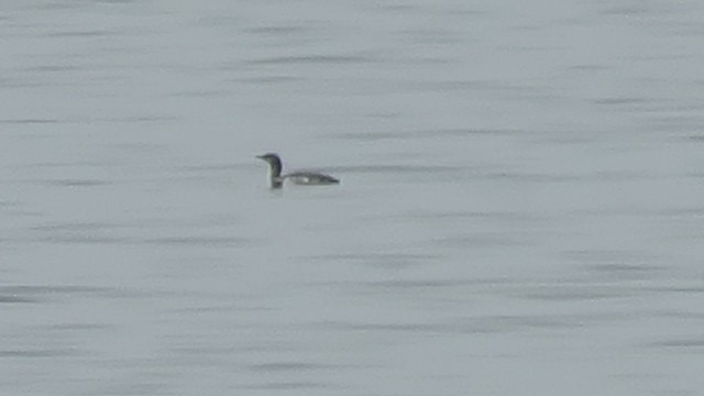 Red-throated Loon - ML386154401