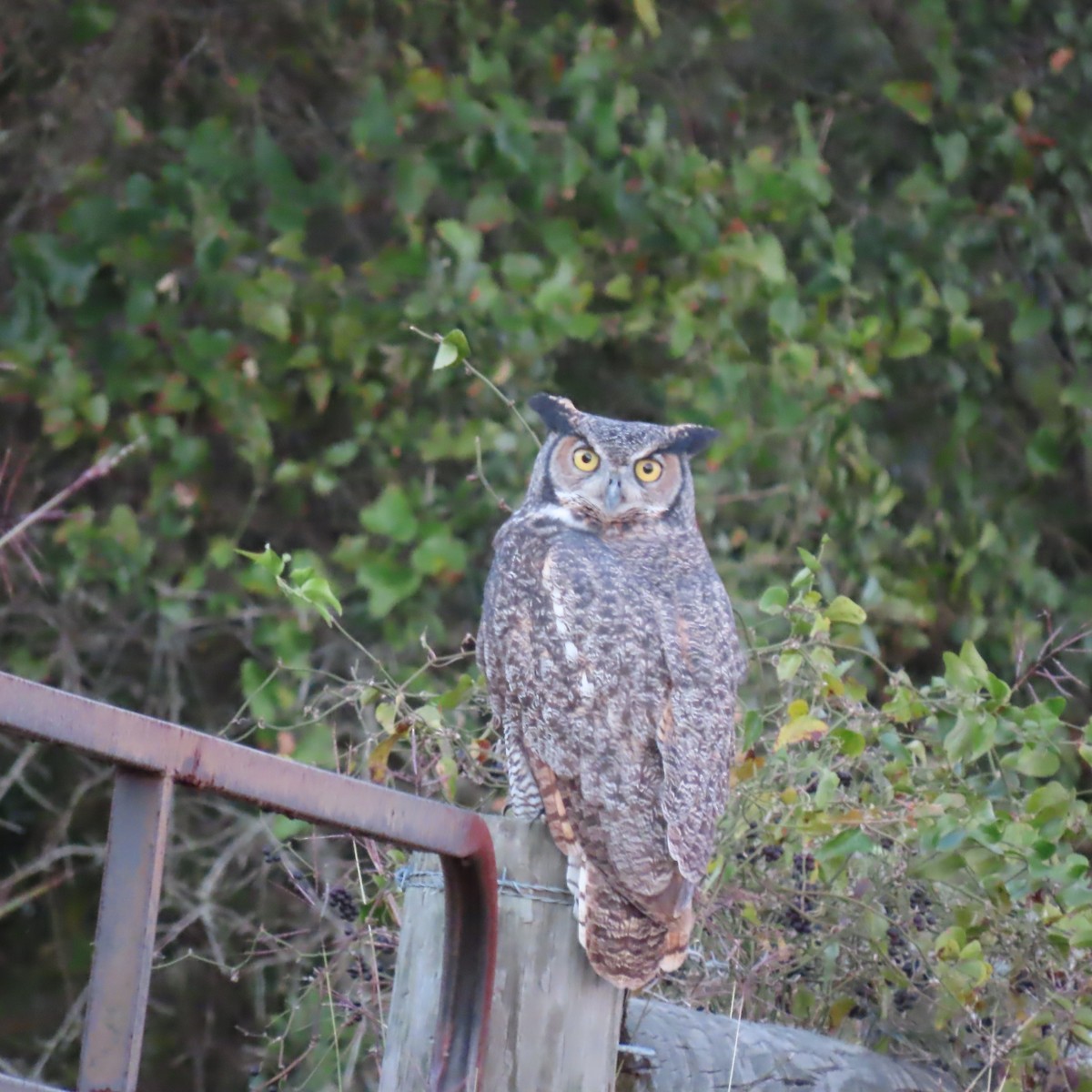 Great Horned Owl - ML386155411