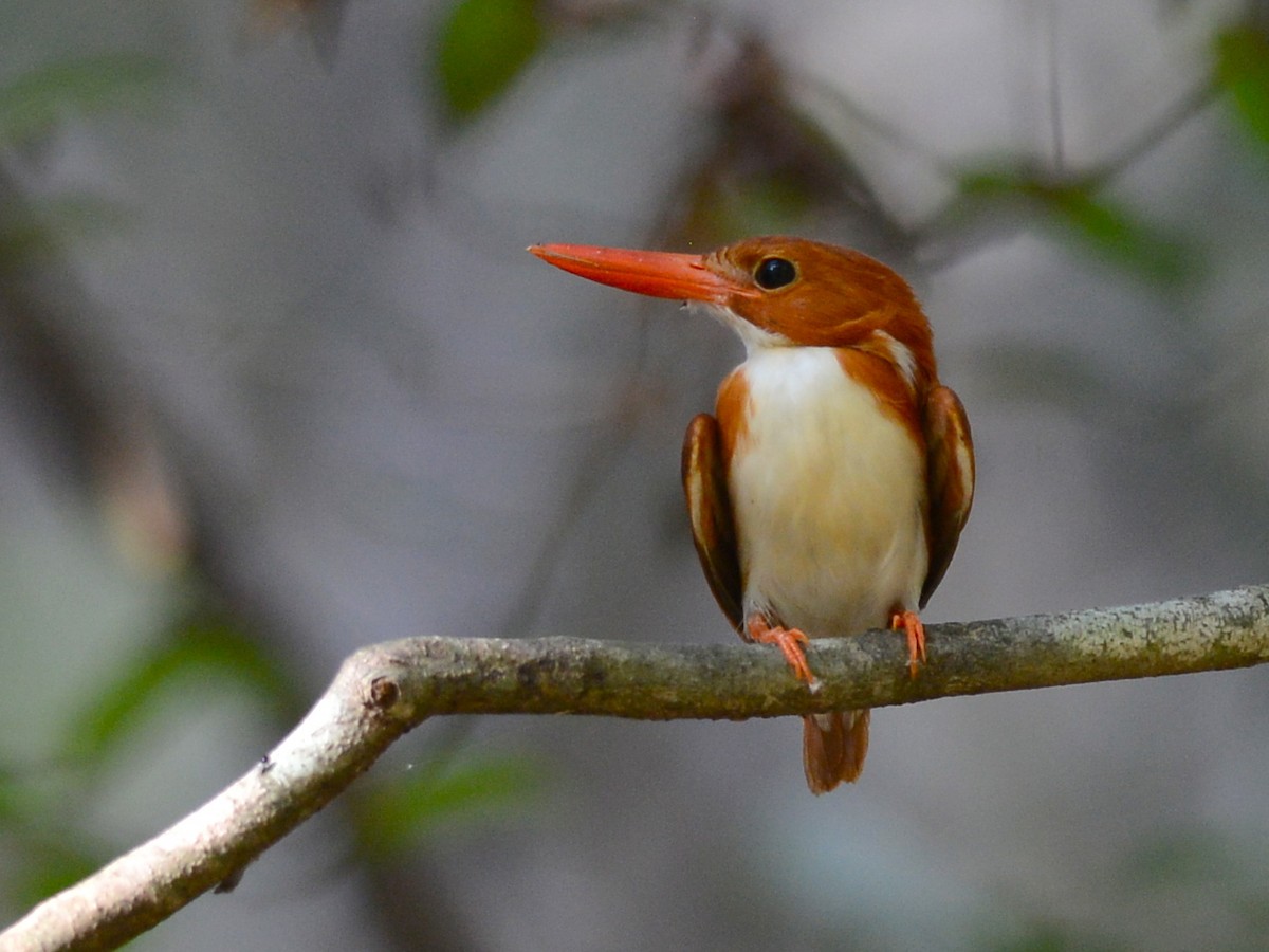 Madagascar Pygmy Kingfisher - Alan Van Norman