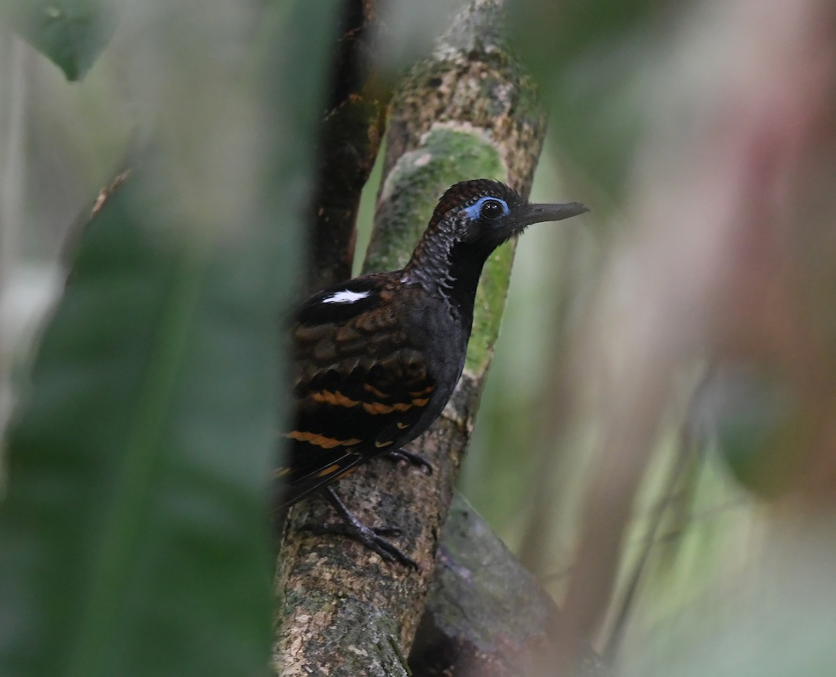 Wing-banded Antbird - ML386163231