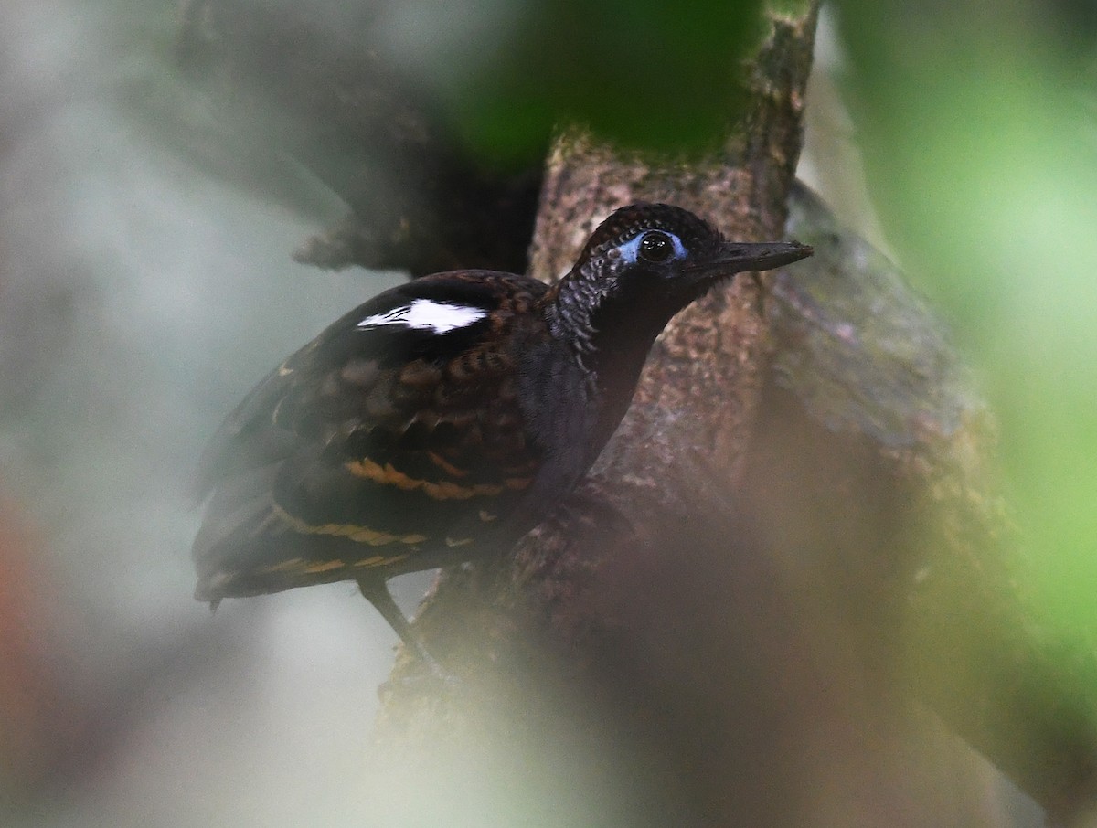 Wing-banded Antbird - ML386163261
