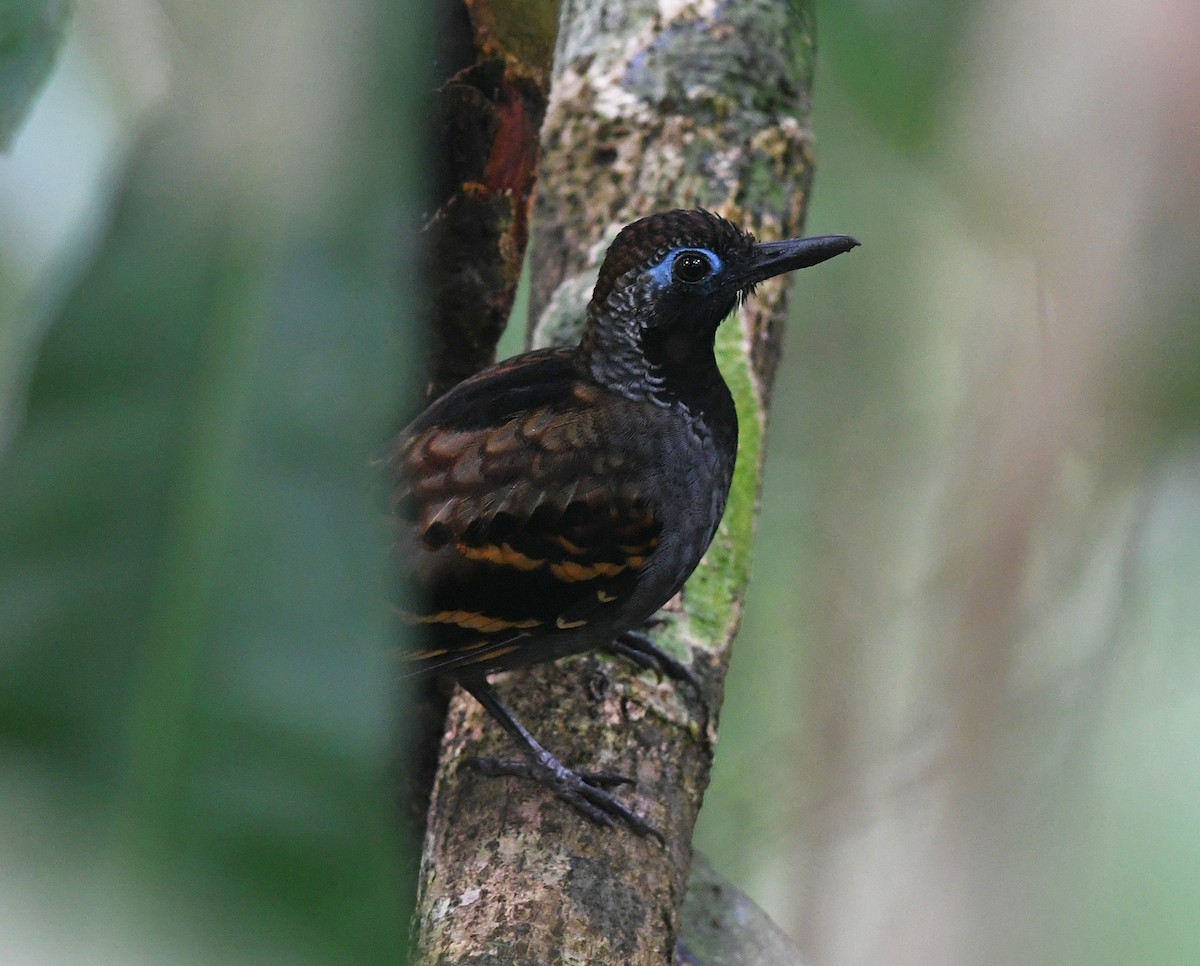 Wing-banded Antbird - ML386163271