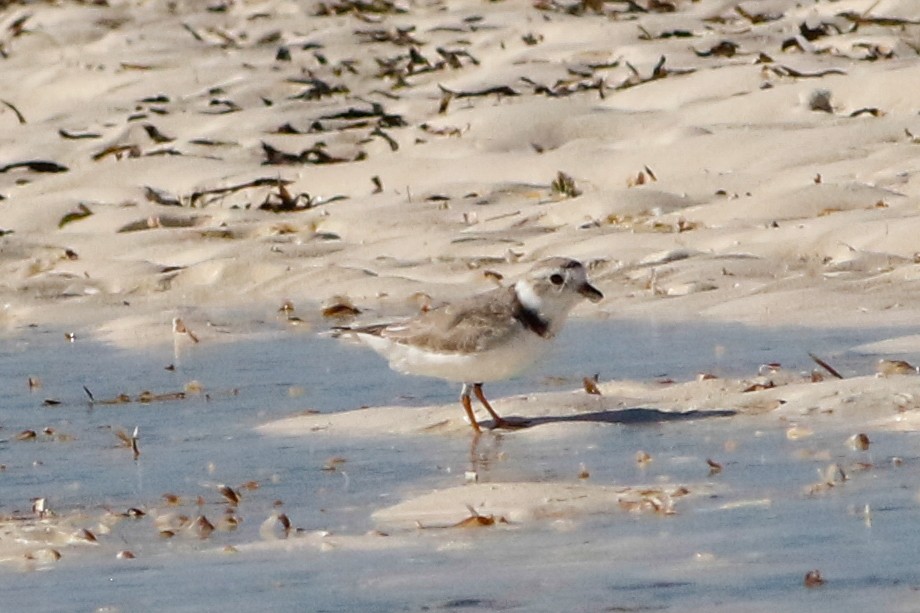 Piping Plover - ML386166251