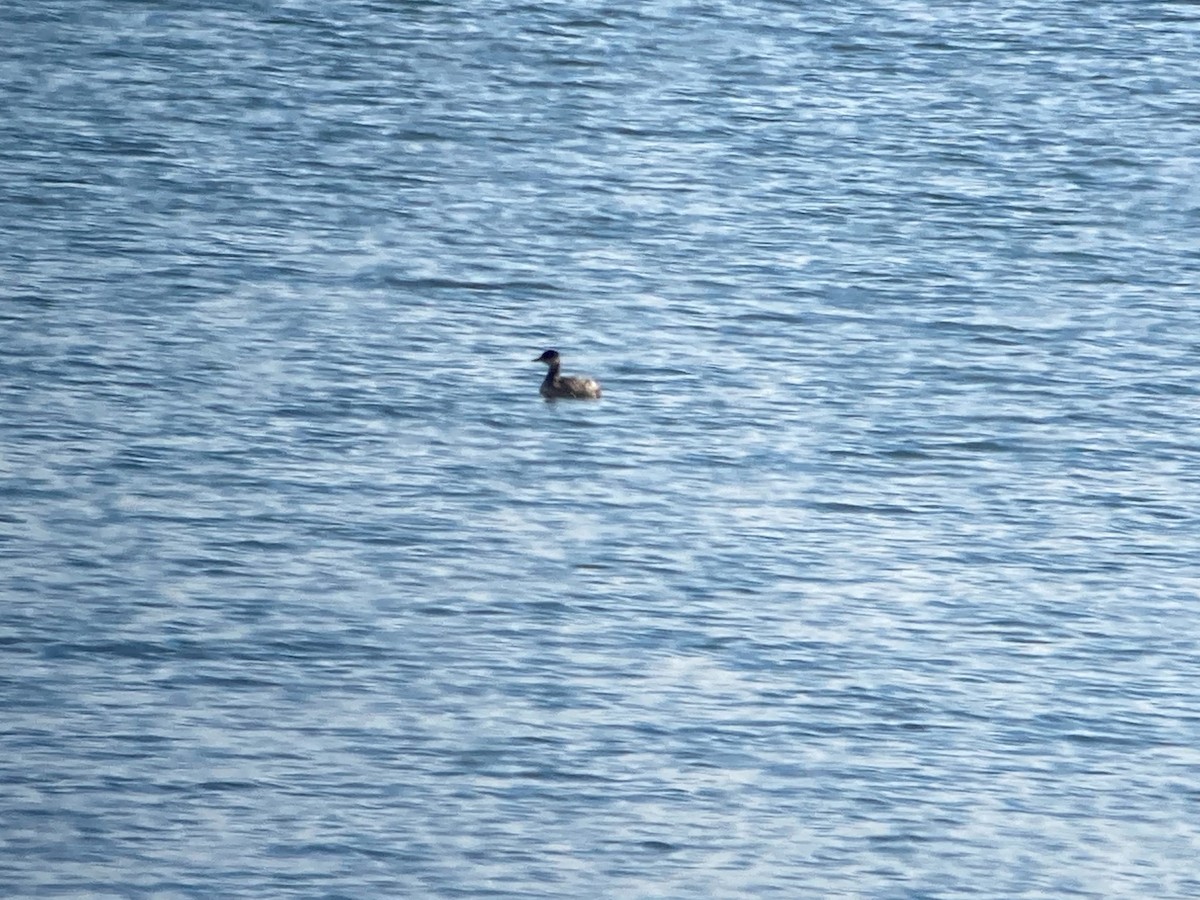 Red-necked Grebe - ML386171781