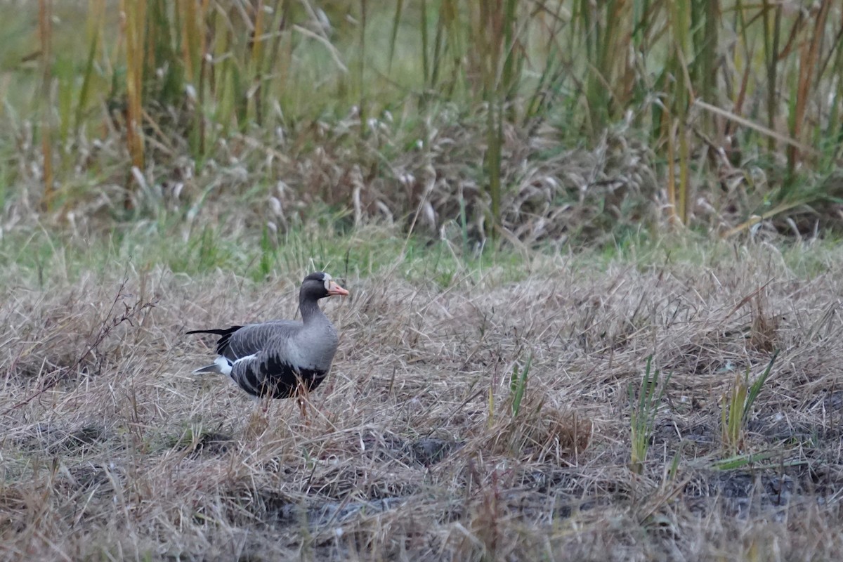 Greater White-fronted Goose - ML386179431