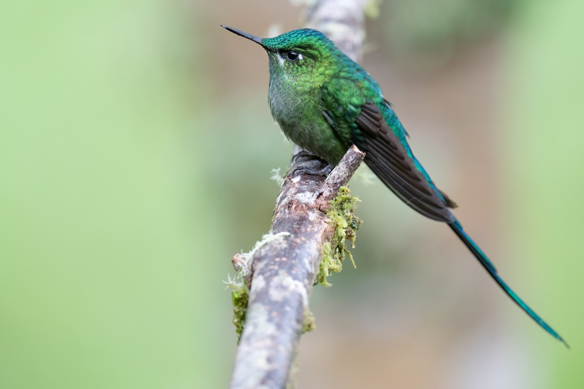 Long-tailed Sylph - ML386179931