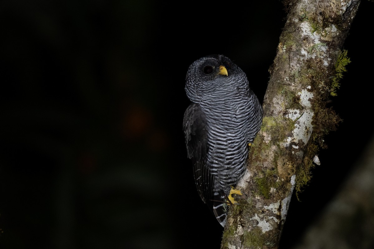 Black-banded Owl (San Isidro) - ML386181561