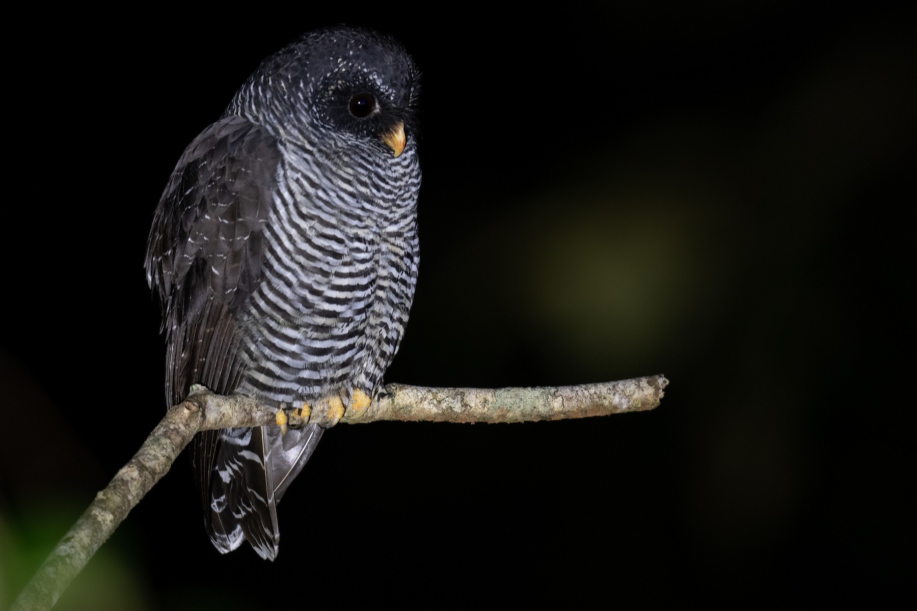 Black-banded Owl (San Isidro) - Ben  Lucking