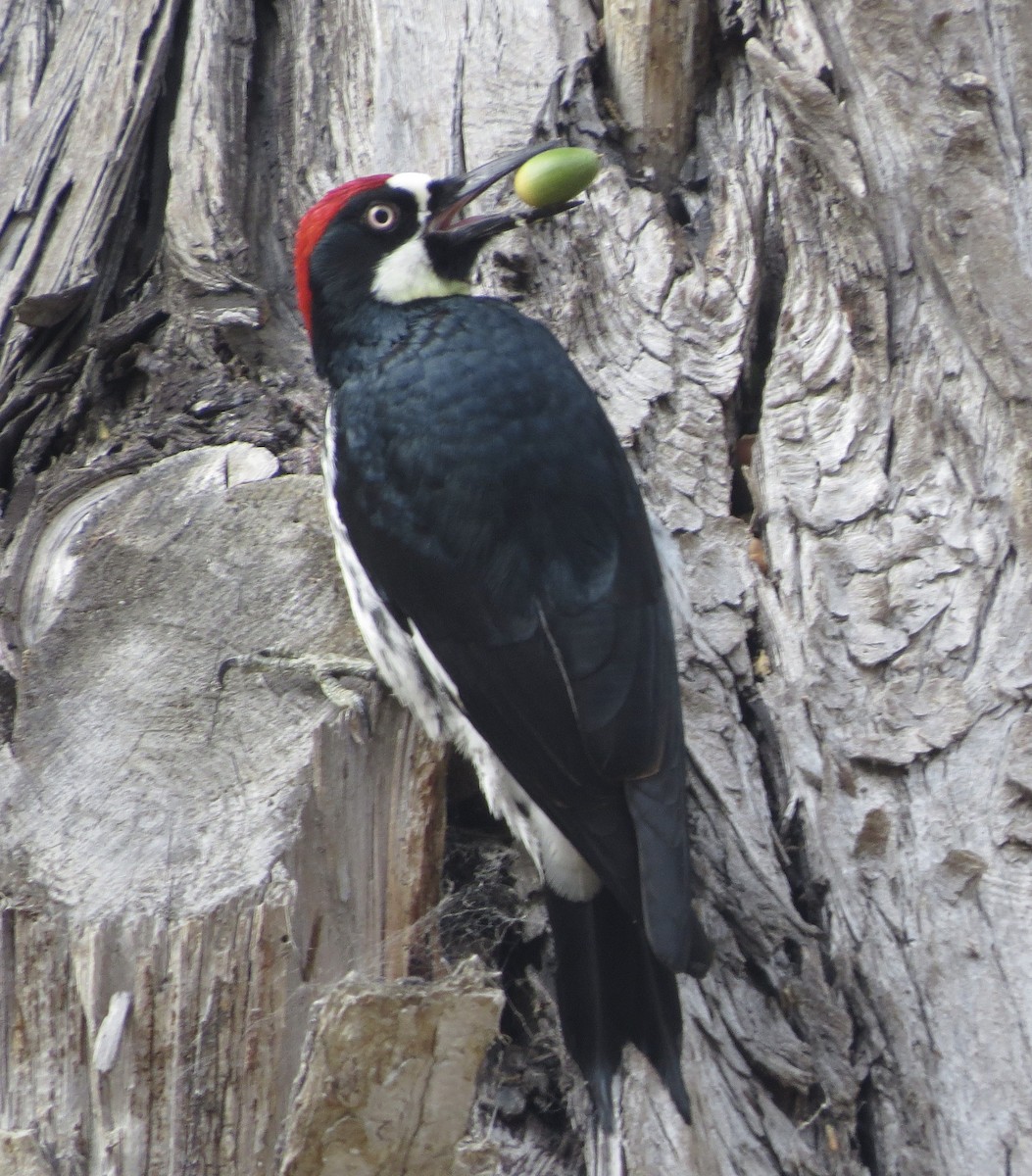 Acorn Woodpecker - ML386185071