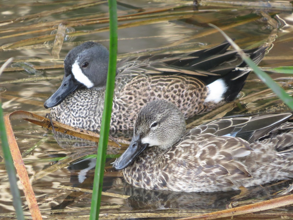 Blue-winged Teal - ML386185141