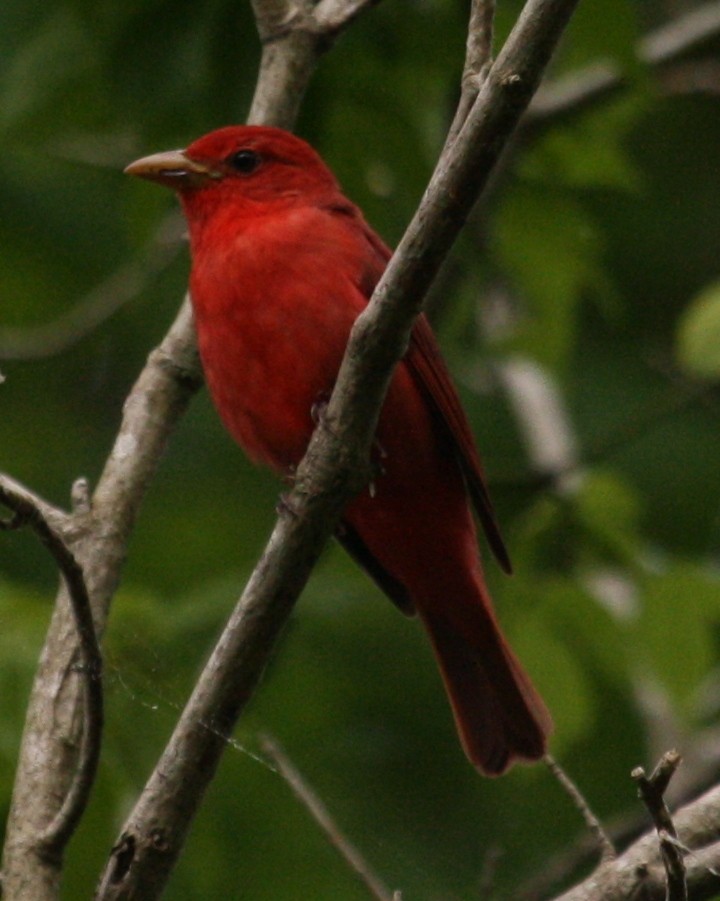 Summer Tanager - Jacob C. Cooper