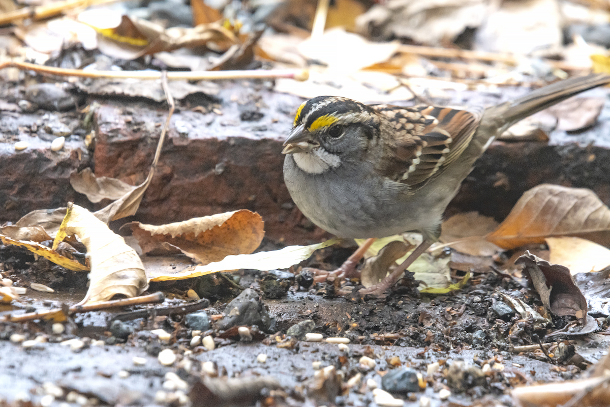 White-throated Sparrow - ML386194491