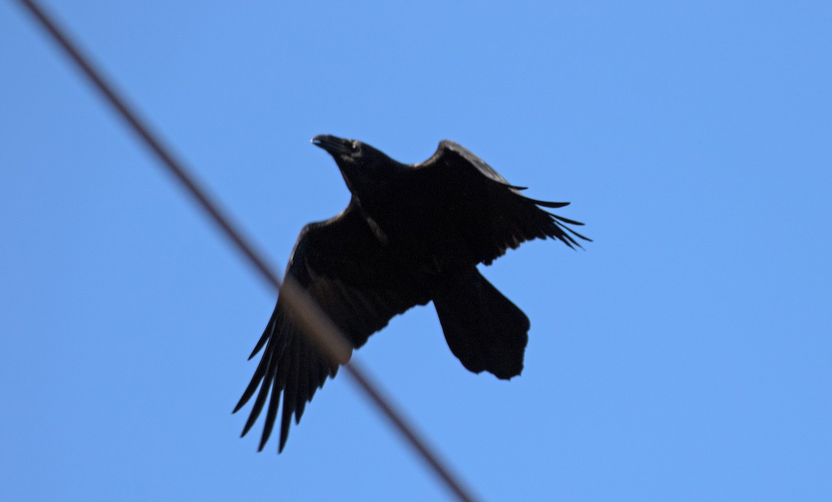Common Raven - Matthew Skalla