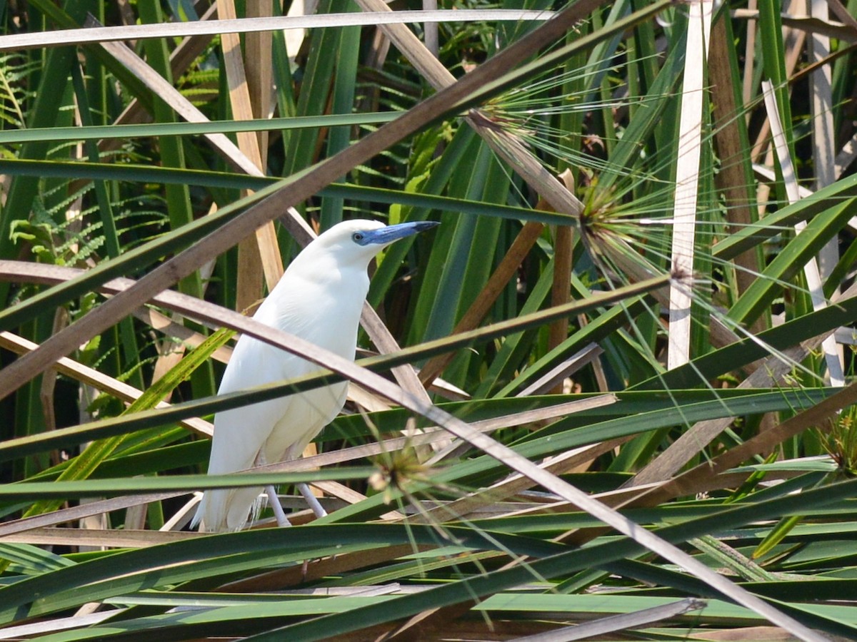 Malagasy Pond-Heron - Alan Van Norman