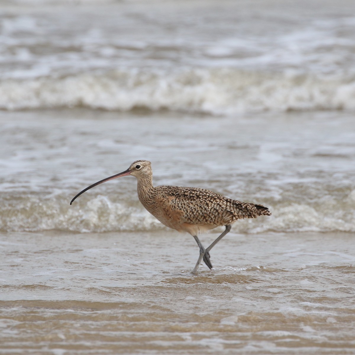 Long-billed Curlew - ML386202821