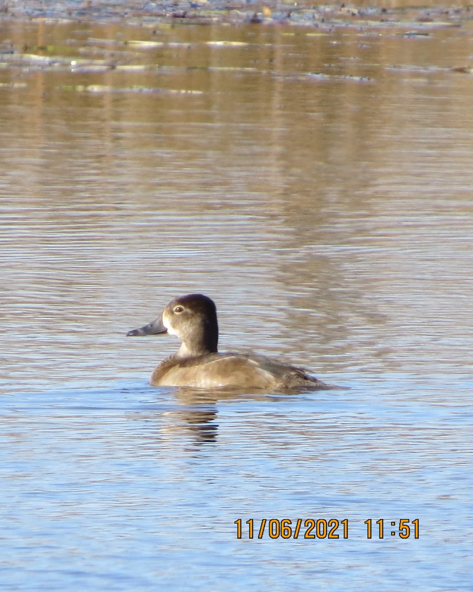 Ring-necked Duck - ML386203661