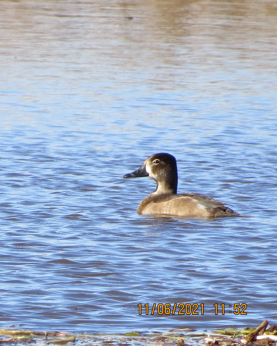 Ring-necked Duck - ML386203771