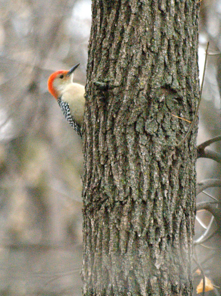 Red-bellied Woodpecker - Erica Alex