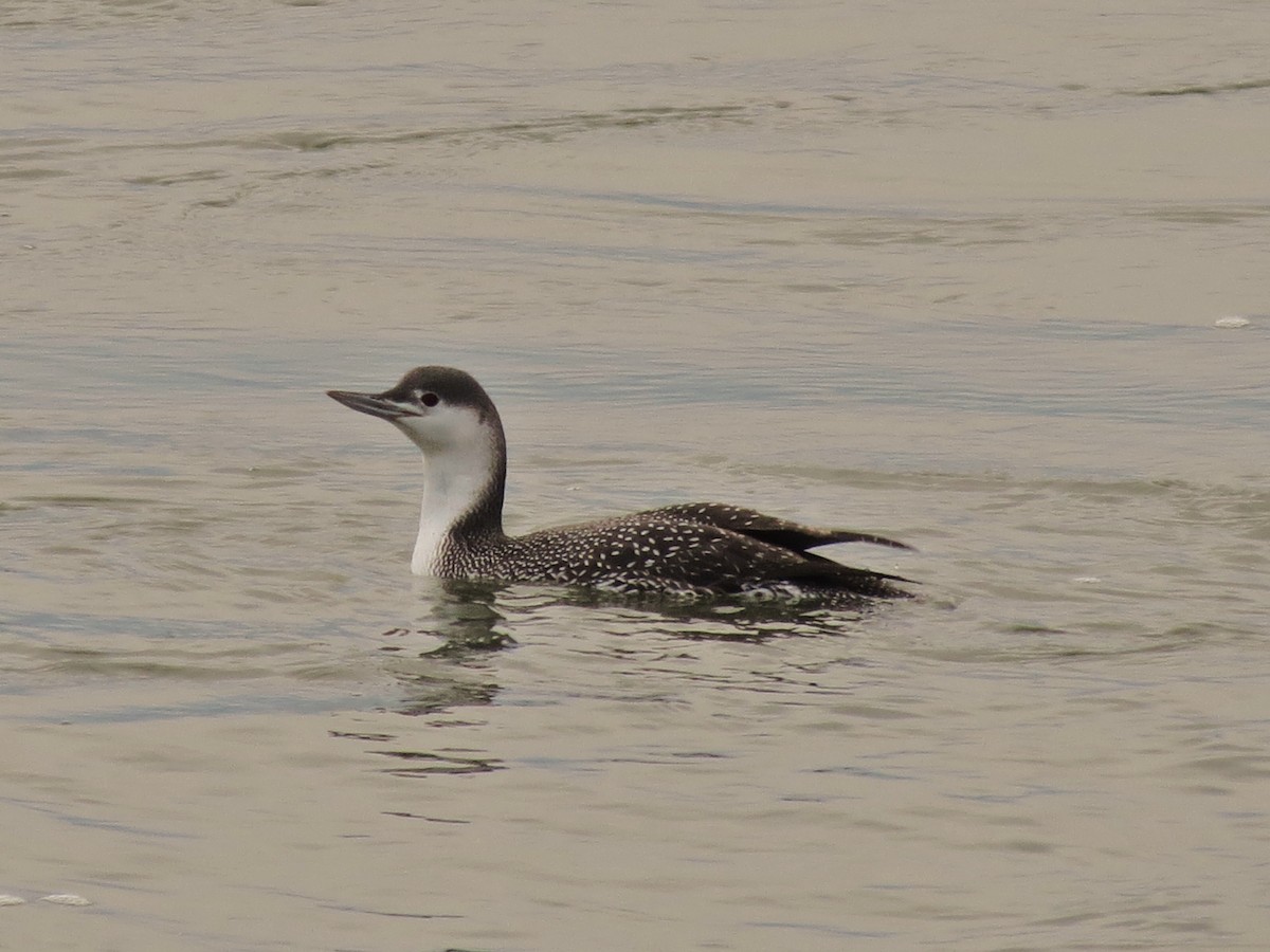 Red-throated Loon - ML386206341