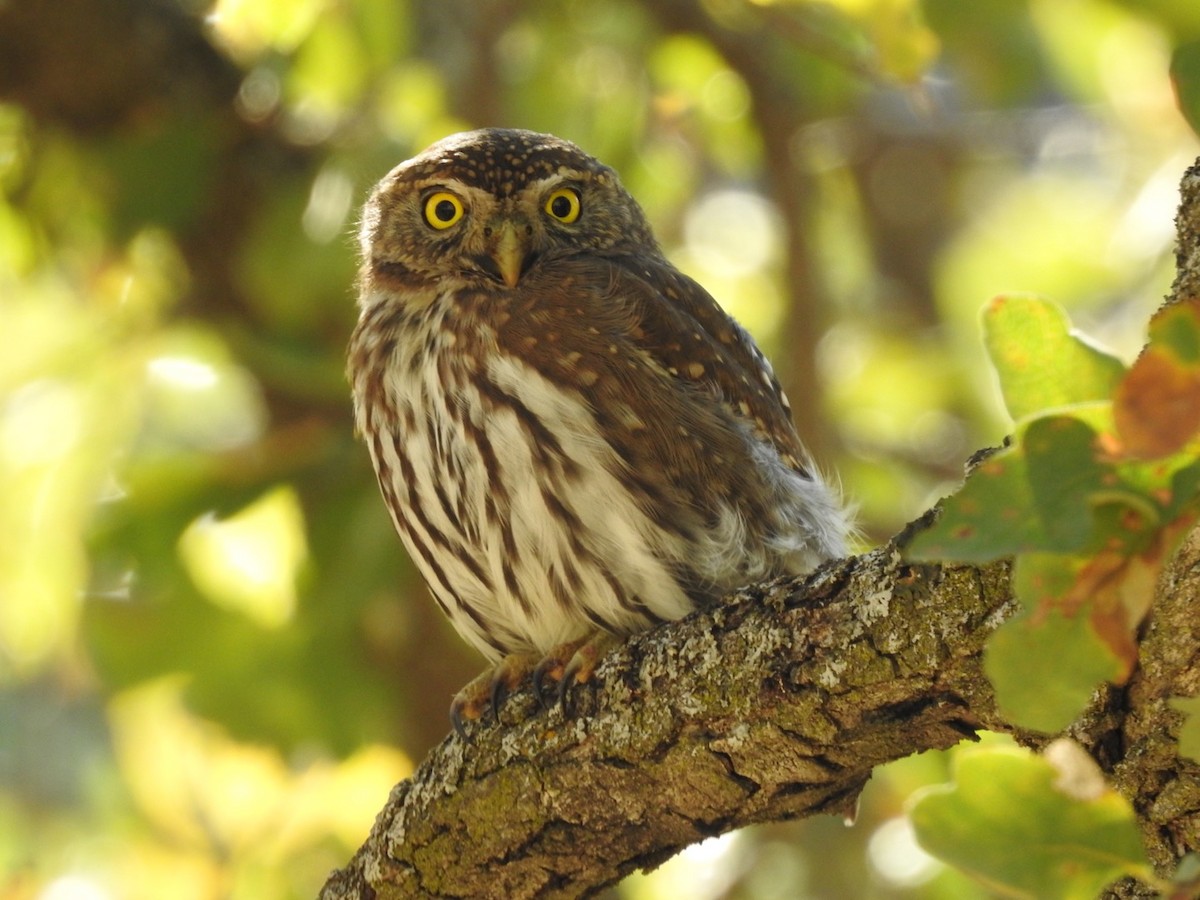 Northern Pygmy-Owl - Frank Fabbro