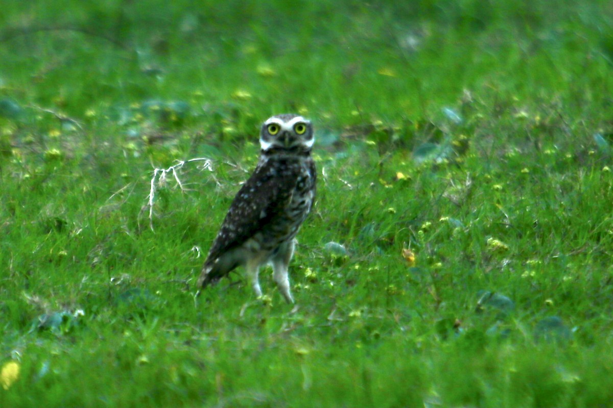 Burrowing Owl - Clarisse Odebrecht