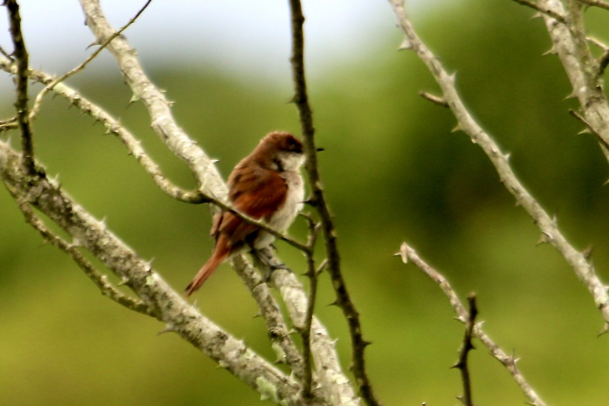 Yellow-chinned Spinetail - ML386212281